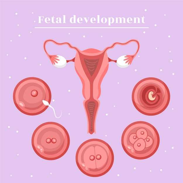 Превращение зародыша в эмбрион